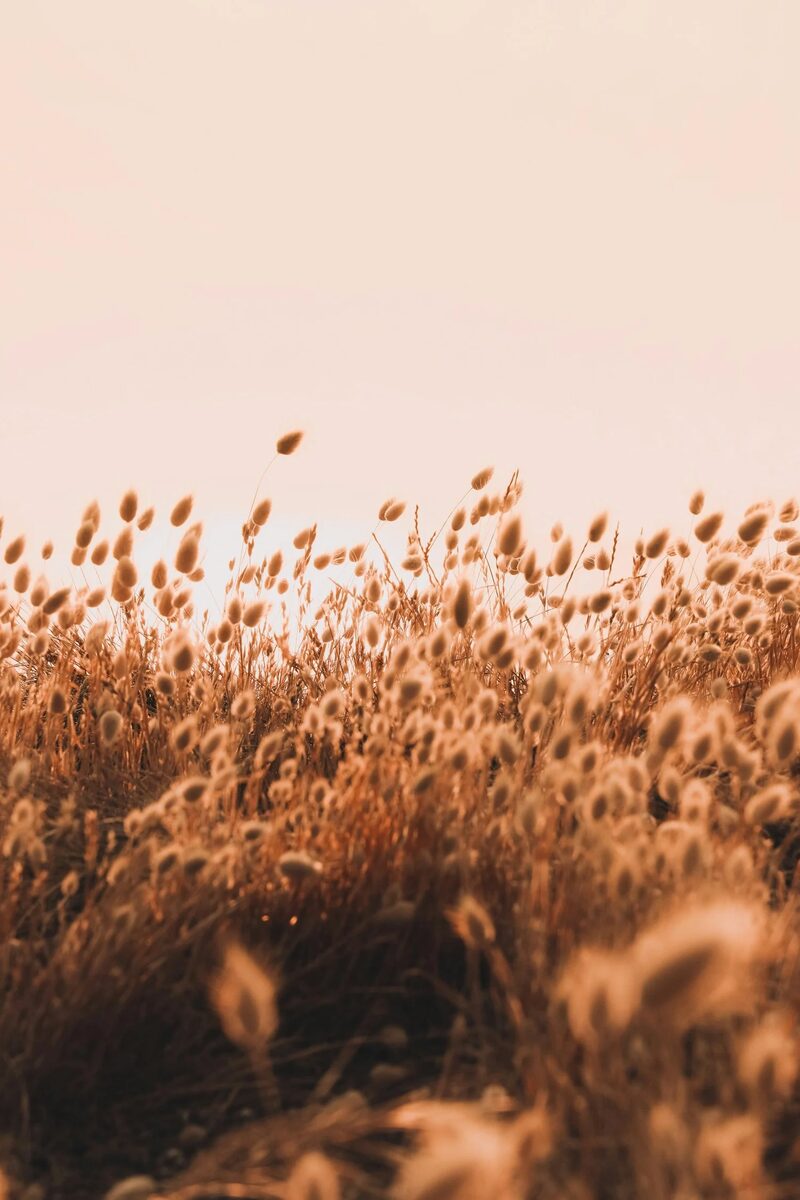 A quiet path through a meadow of tall grass and trees